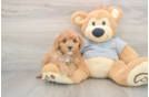 Best Mini Goldendoodle Baby
