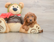 7 week old Mini Goldendoodle Puppy For Sale - Windy City Pups
