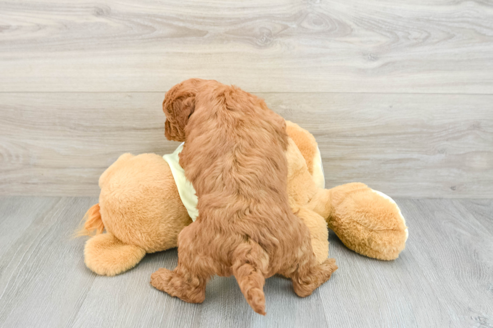 Best Mini Goldendoodle Baby