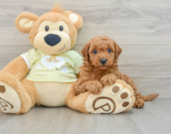 7 week old Mini Goldendoodle Puppy For Sale - Windy City Pups