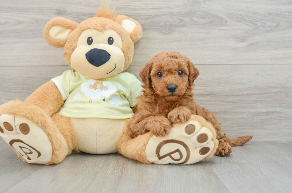 7 week old Mini Goldendoodle Puppy For Sale - Windy City Pups