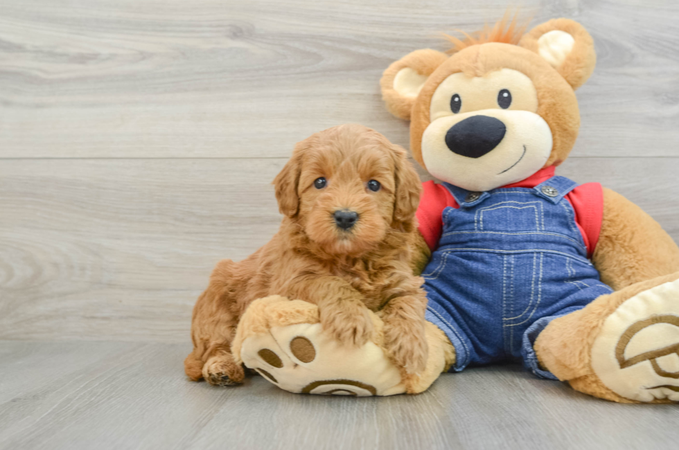 7 week old Mini Goldendoodle Puppy For Sale - Windy City Pups