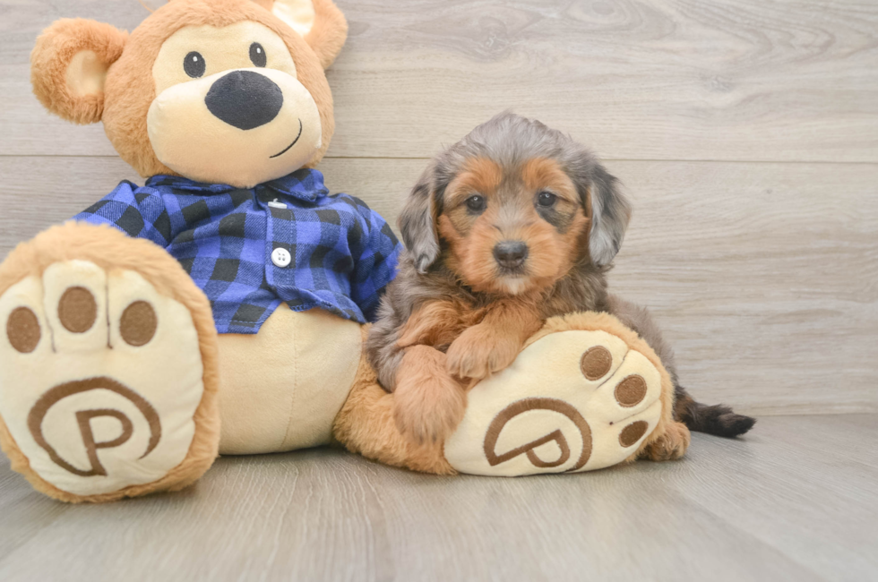 6 week old Mini Goldendoodle Puppy For Sale - Windy City Pups