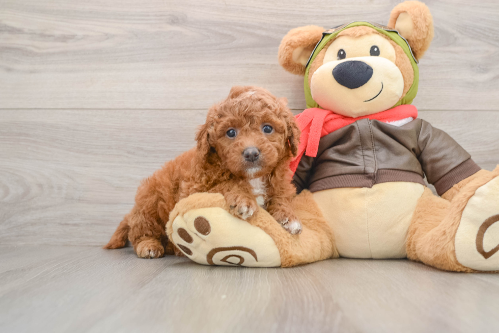 Friendly Mini Goldendoodle Baby