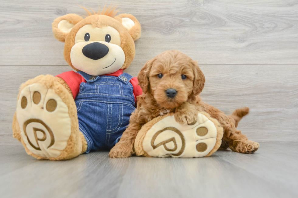 7 week old Mini Goldendoodle Puppy For Sale - Windy City Pups