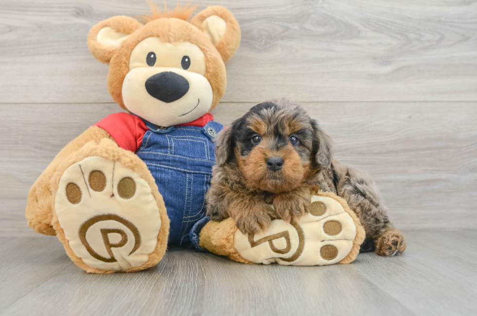 5 week old Mini Goldendoodle Puppy For Sale - Windy City Pups