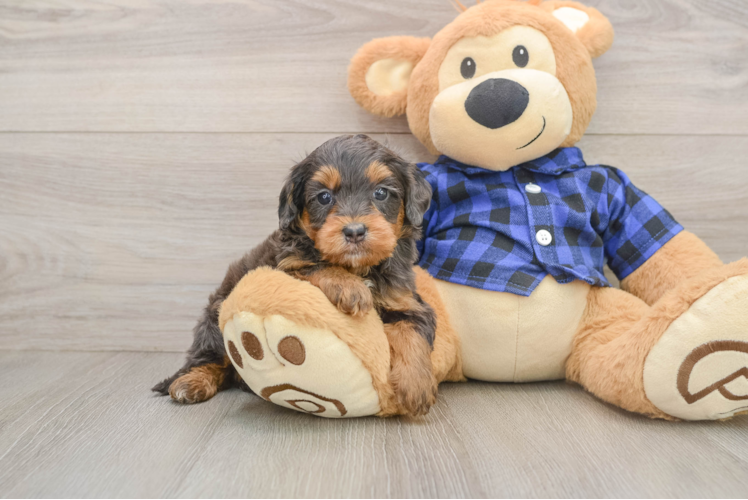 Best Mini Goldendoodle Baby