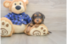 Mini Goldendoodle Puppy for Adoption