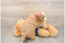 Hypoallergenic Mini Goldiepoo Poodle Mix Puppy