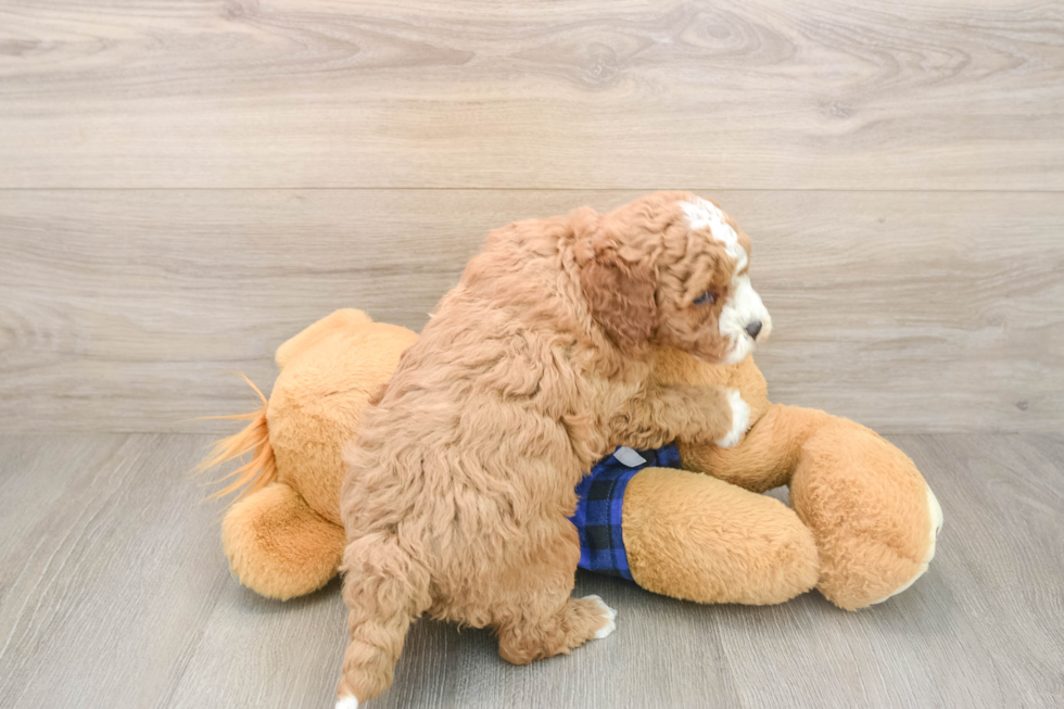 Hypoallergenic Mini Goldiepoo Poodle Mix Puppy