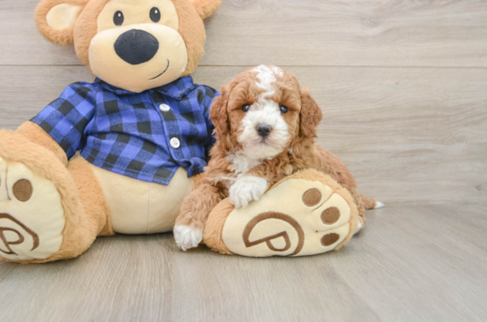 Mini Goldendoodle Puppy for Adoption