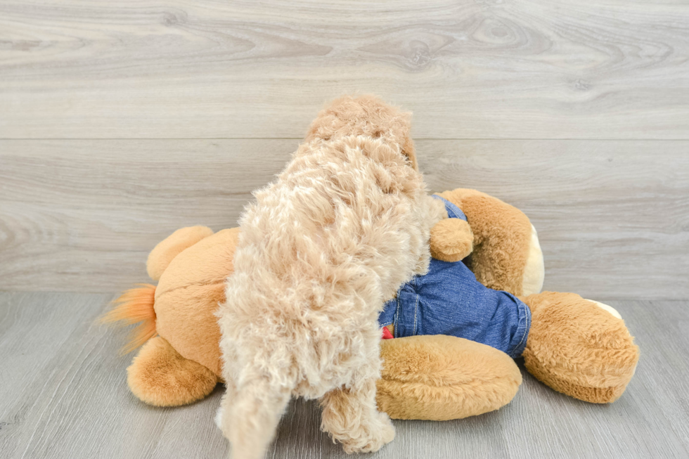 Best Mini Goldendoodle Baby