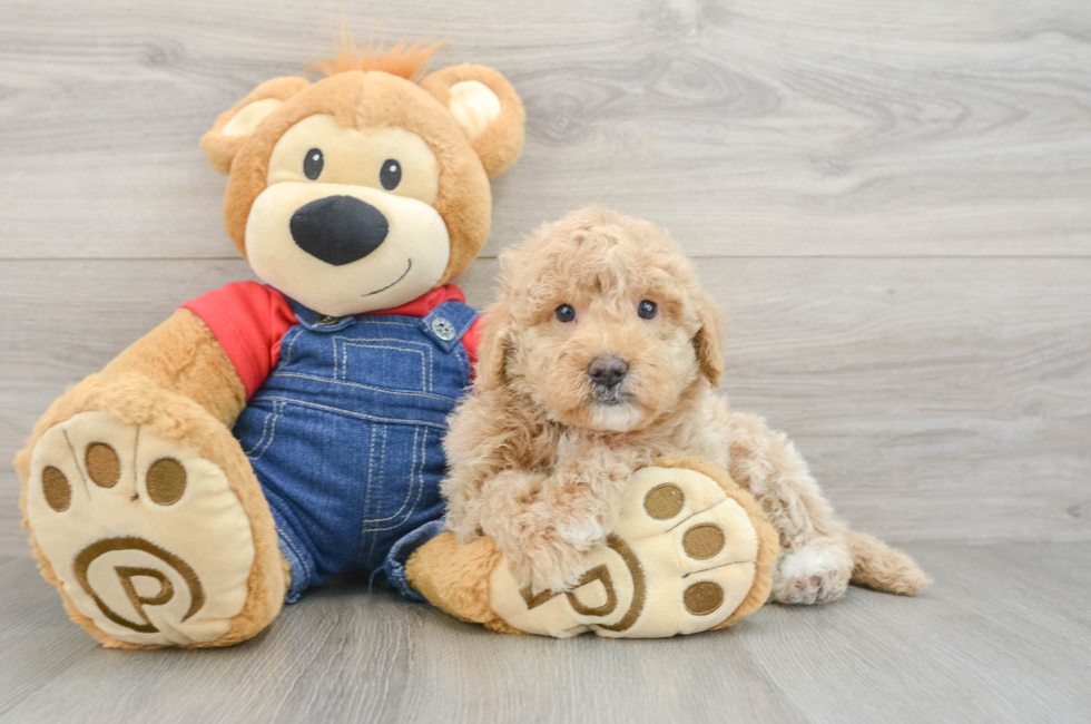 5 week old Mini Goldendoodle Puppy For Sale - Windy City Pups