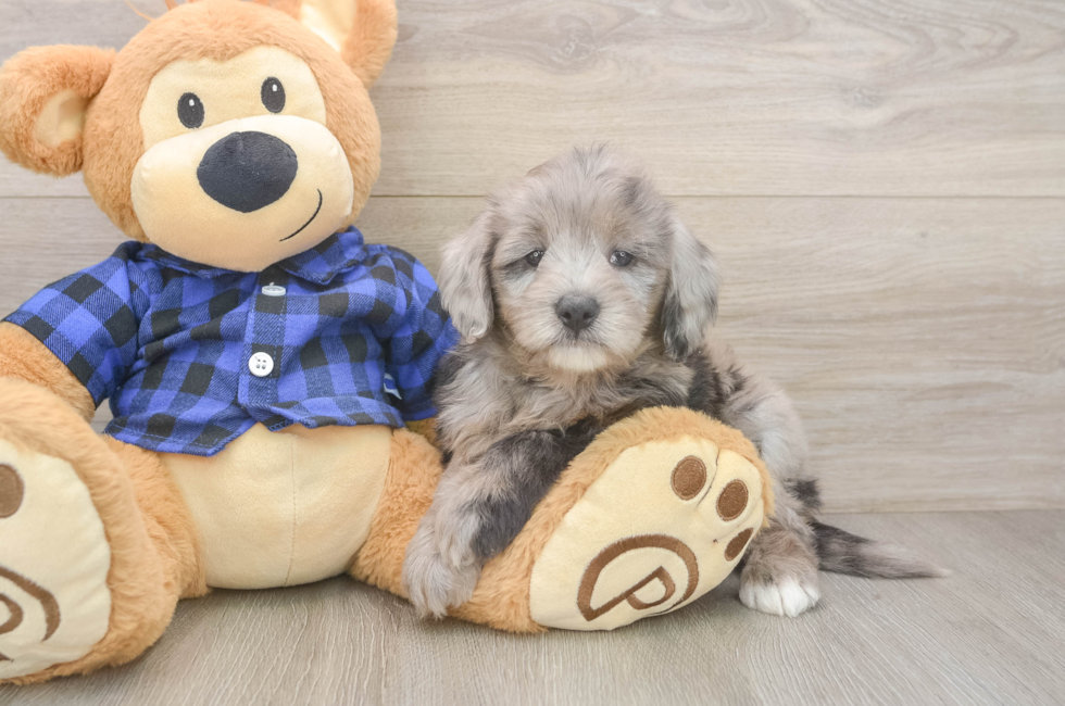 6 week old Mini Goldendoodle Puppy For Sale - Windy City Pups