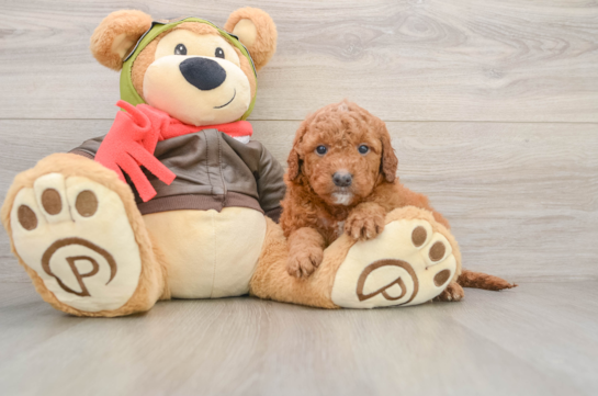 Adorable Golden Retriever Poodle Mix Poodle Mix Puppy