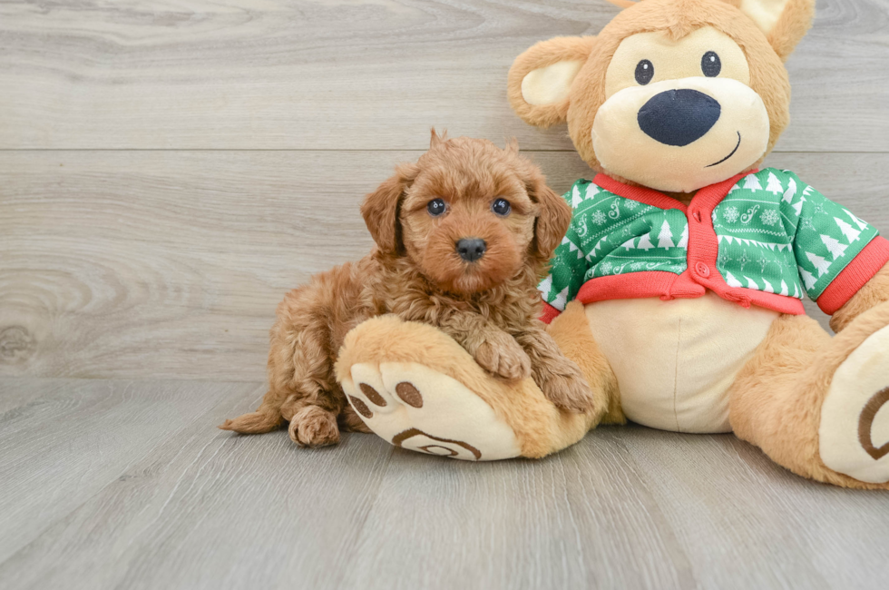 5 week old Mini Goldendoodle Puppy For Sale - Windy City Pups