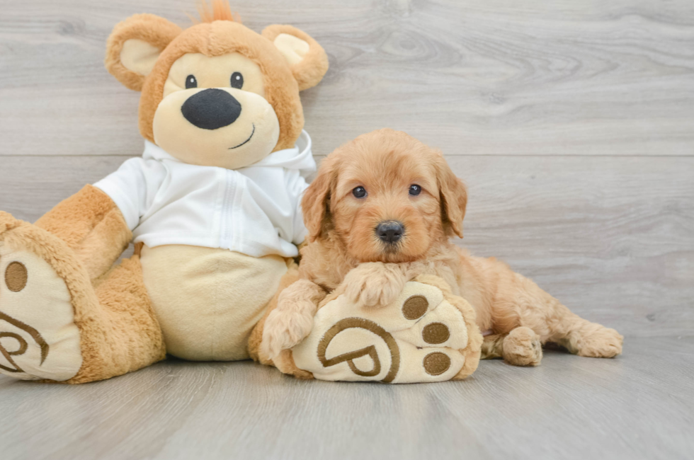 5 week old Mini Goldendoodle Puppy For Sale - Windy City Pups