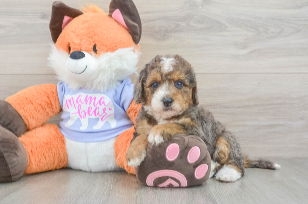 6 week old Mini Goldendoodle Puppy For Sale - Windy City Pups