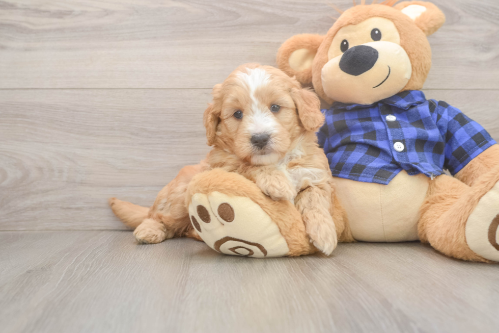 Mini Goldendoodle Pup Being Cute