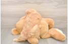 Best Mini Goldendoodle Baby