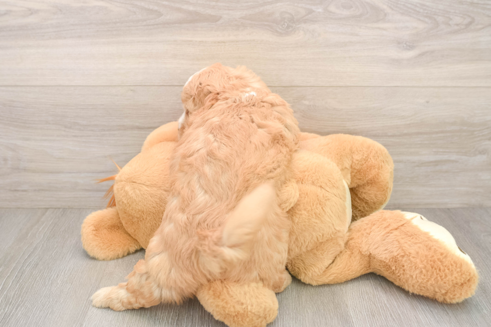 Best Mini Goldendoodle Baby