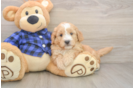 Popular Mini Goldendoodle Poodle Mix Pup
