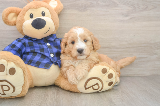 Popular Mini Goldendoodle Poodle Mix Pup