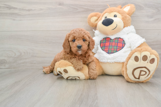 Mini Goldendoodle Pup Being Cute