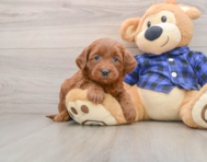 7 week old Mini Goldendoodle Puppy For Sale - Windy City Pups