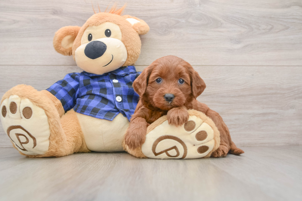 Small Mini Goldendoodle Baby
