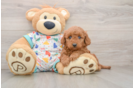 Mini Goldendoodle Puppy for Adoption