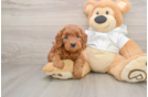 Best Mini Goldendoodle Baby