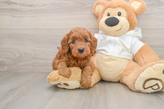 Best Mini Goldendoodle Baby