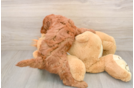 Small Mini Goldendoodle Baby