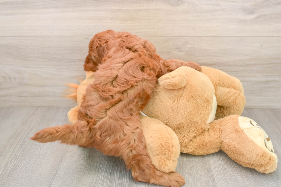 Small Mini Goldendoodle Baby