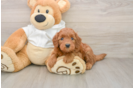Petite Mini Goldendoodle Poodle Mix Pup