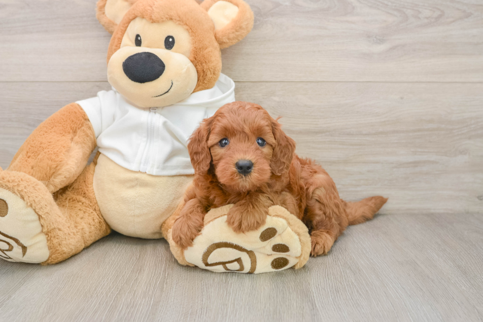 Petite Mini Goldendoodle Poodle Mix Pup