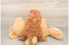 Hypoallergenic Mini Goldiepoo Poodle Mix Puppy