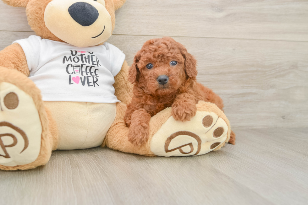Mini Goldendoodle Puppy for Adoption