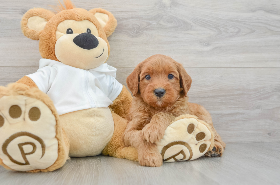 5 week old Mini Goldendoodle Puppy For Sale - Windy City Pups
