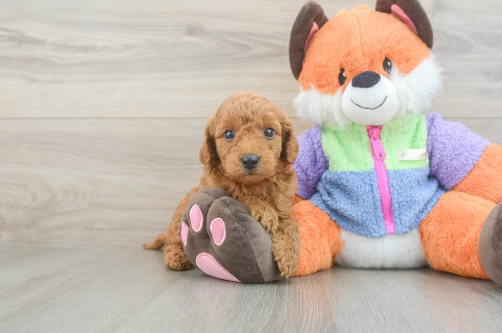 6 week old Mini Goldendoodle Puppy For Sale - Windy City Pups