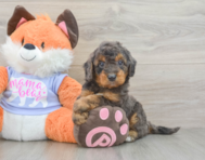 7 week old Mini Goldendoodle Puppy For Sale - Windy City Pups