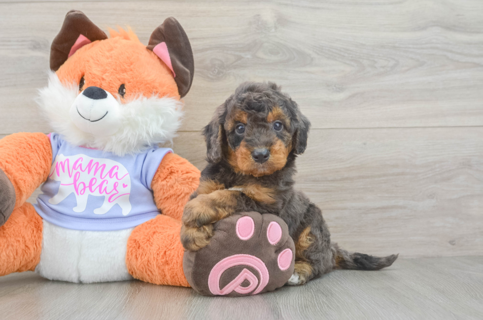 6 week old Mini Goldendoodle Puppy For Sale - Windy City Pups