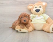 7 week old Mini Goldendoodle Puppy For Sale - Windy City Pups