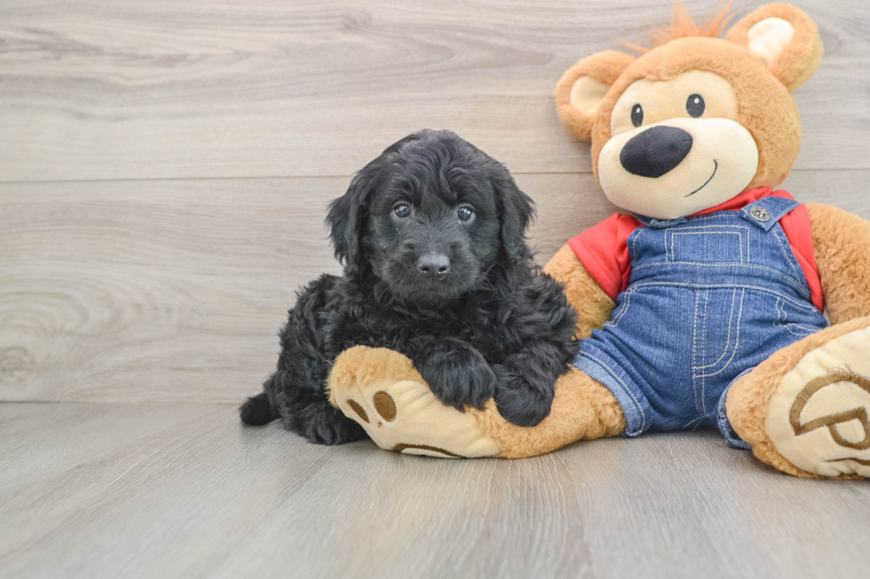 Little Mini Goldenpoo Poodle Mix Puppy