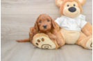 Mini Goldendoodle Puppy for Adoption