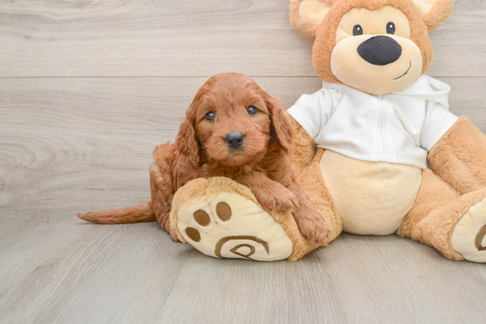Mini Goldendoodle Puppy for Adoption