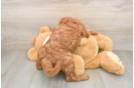 Best Mini Goldendoodle Baby