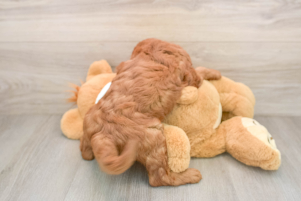 Best Mini Goldendoodle Baby
