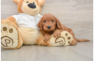 Mini Goldendoodle Puppy for Adoption
